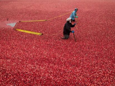 СM(mn)S [SʢM(mn)ϲ